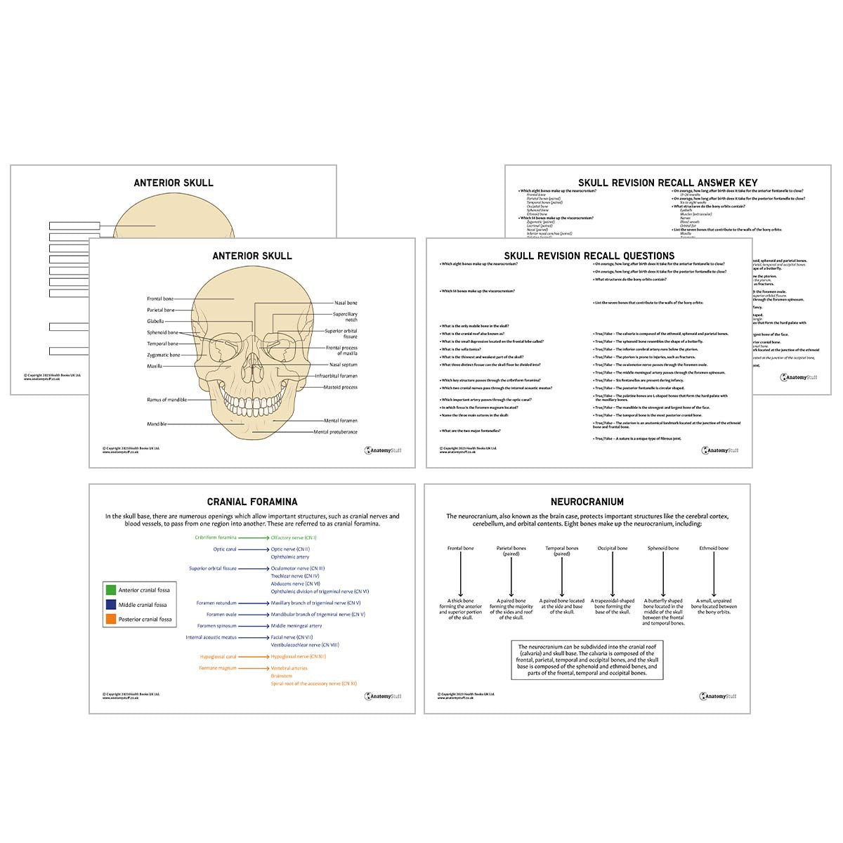 The Skull Notes.pdf Skull Anatomy Revision Worksheets (Interactive and Printable PDFs ...