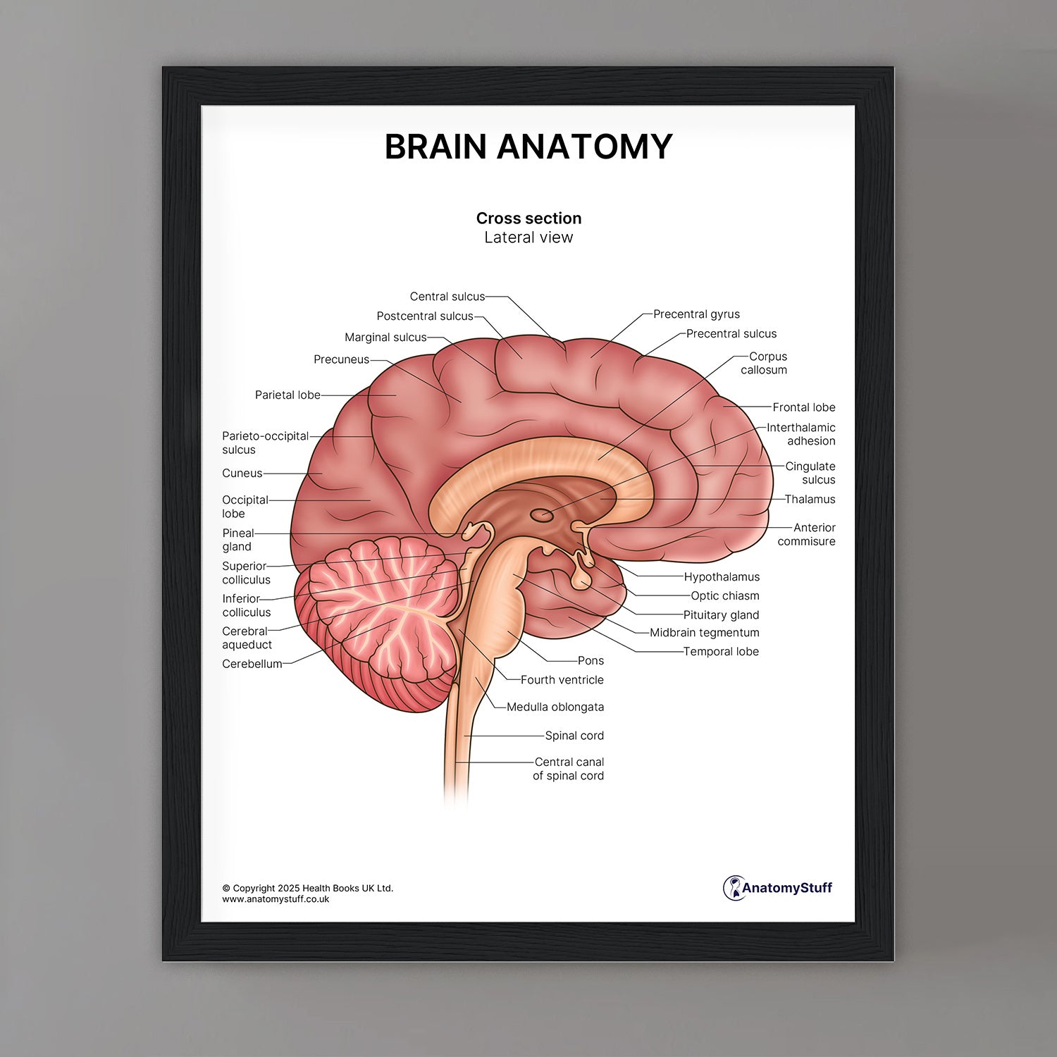 Brain Anatomy Print (Small 20 x 25 cm)