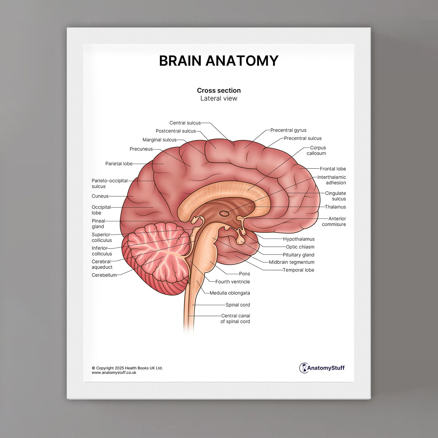 Brain Anatomy Print (Small 20 x 25 cm)