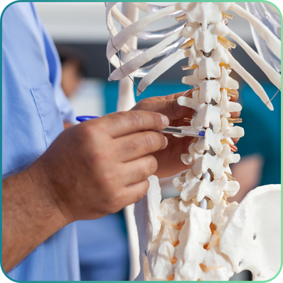 Spine and Skull Models