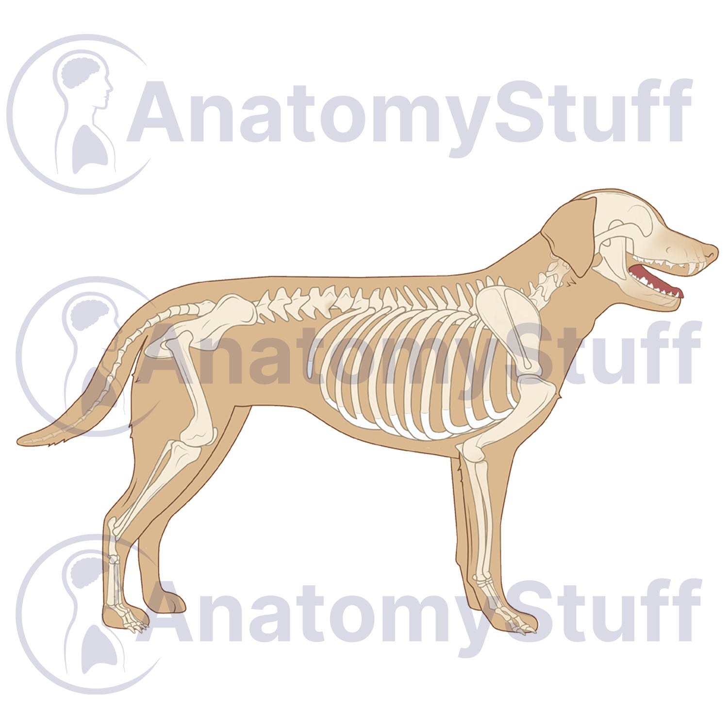 Canine Skeleton Illustration