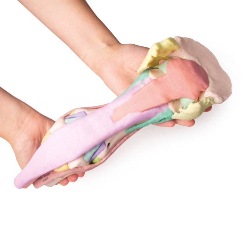 3D printed training horse hoof