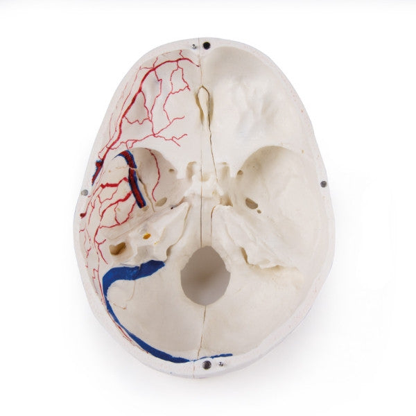 Magnetic Demonstration Skull Model (14 Part)