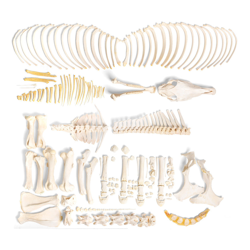 Disarticulated Female Horse Skeleton (Equus Ferus Caballus)