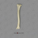 Switch Large Dog Tibia Bone Clones  2 image