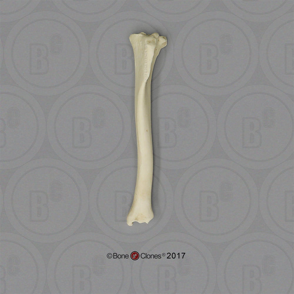 Large Dog Tibia Bone Clones 