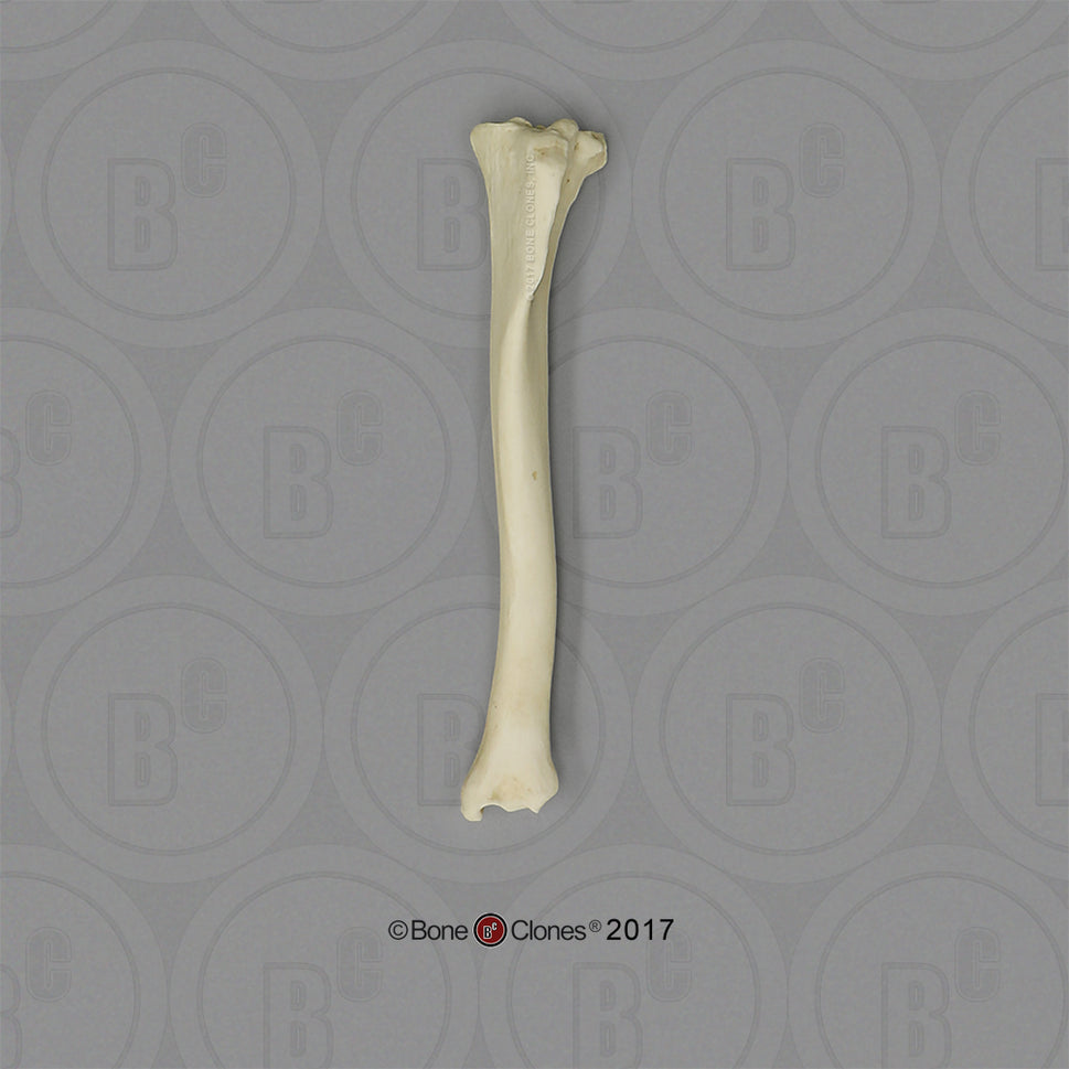 Bone Clones Individual Canine Leg Bones