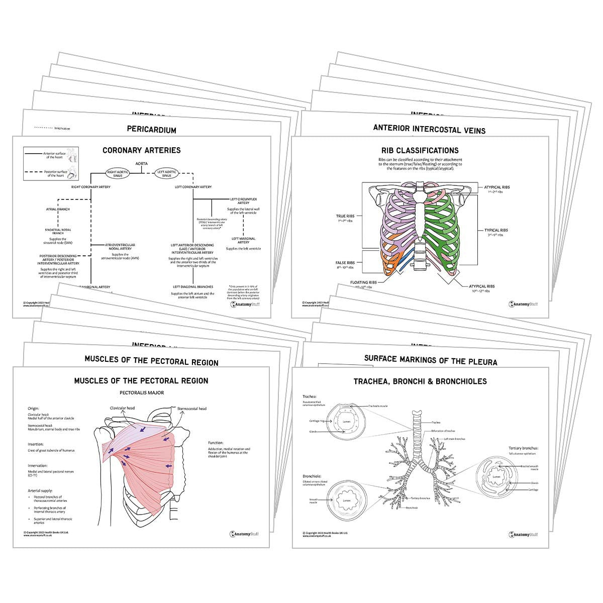Thorax Anatomy Revision Pack (Interactive & Printable PDFs)