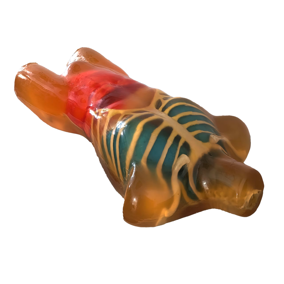 Adult Torso Phantom for X-Ray CT, MRI