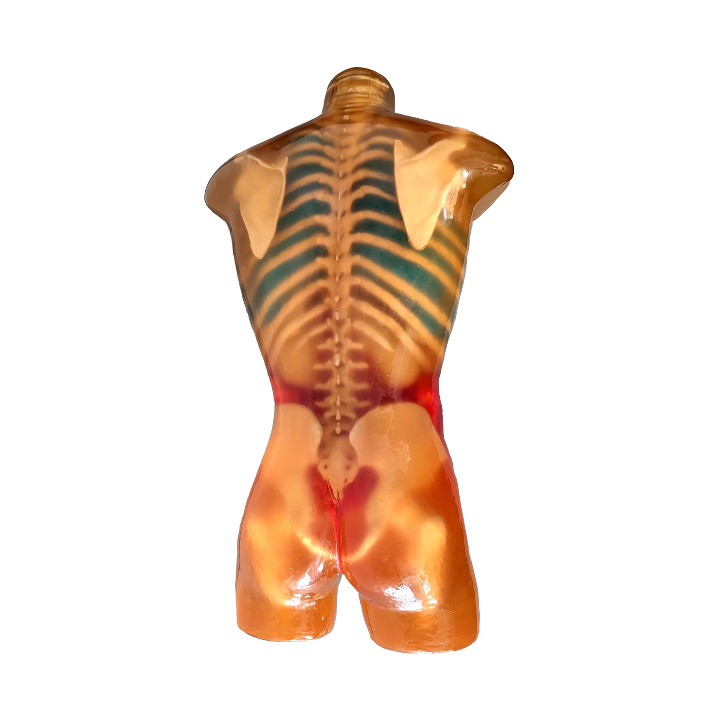 Adult Torso for X-Ray CT, MRI CT-A01 image 8