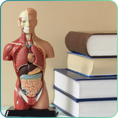 Torso Models