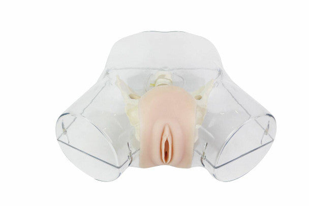 Transparent Dilatation and Curettage Simulator