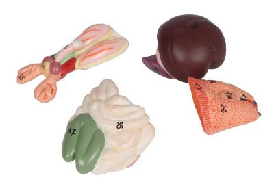 Removable organs of the Life-size Rat Dissection Model
