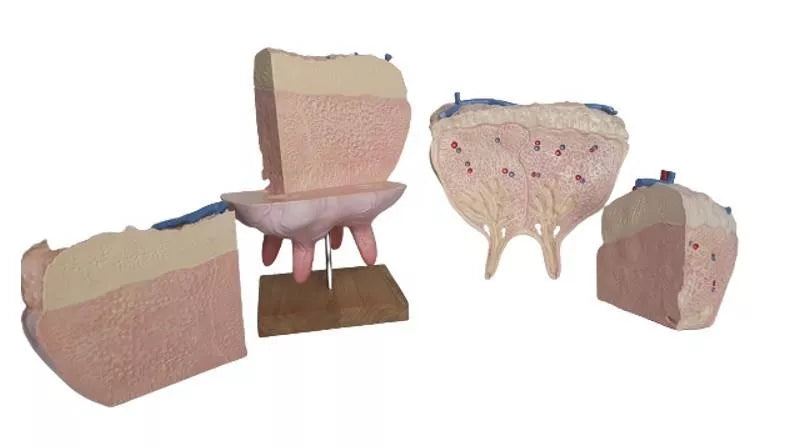 Erler Zimmer Udder of the Cow VET1360 sections