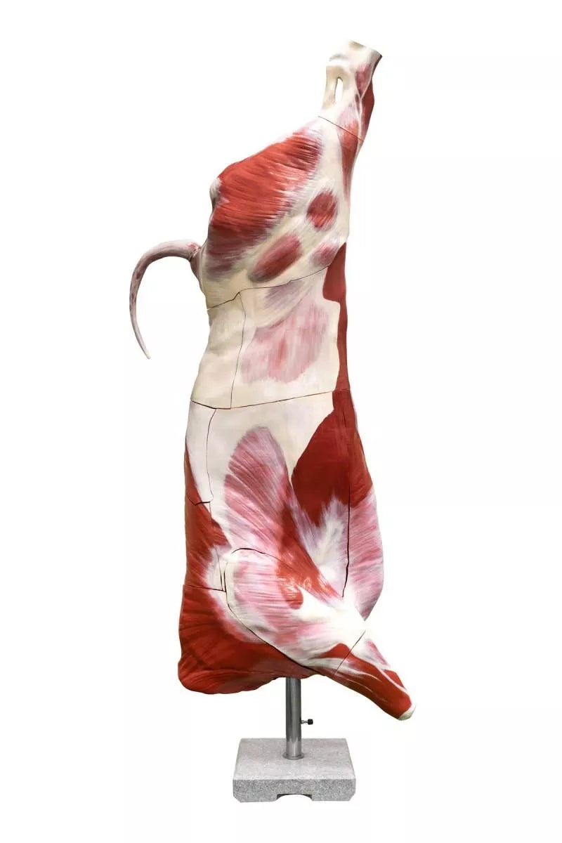 Half-Carcass Beef (Bull) Model, Natural Size