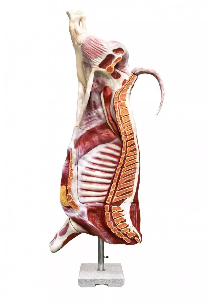 Half-Carcass Beef (Bull) Model, Natural Size