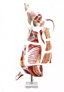 Switch Half-Carcass Beef (Bull) Model, Natural Size VET1370 3 exploded 3 image
