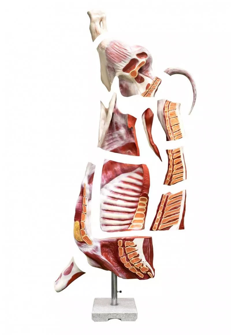 Half-Carcass Beef (Bull) Model, Natural Size VET1370 3 exploded