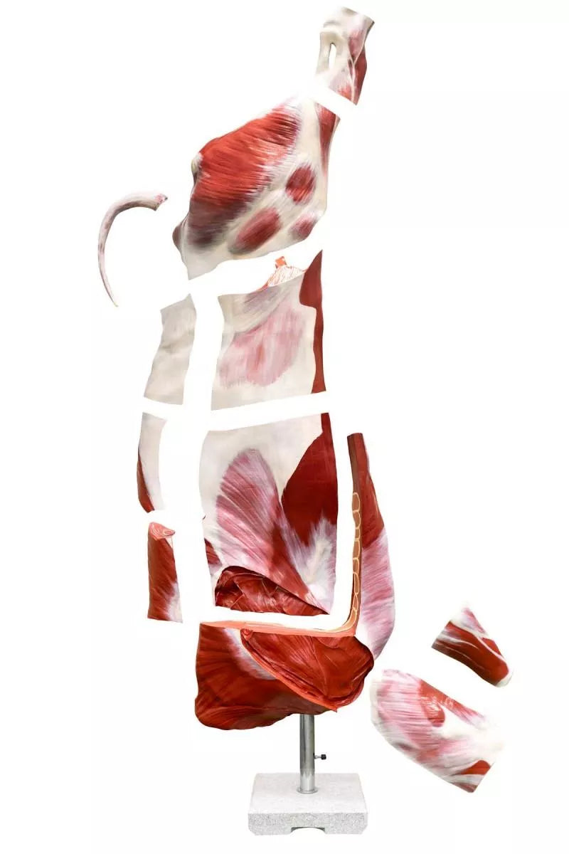 Half-Carcass Beef (Bull) Model, Natural Size VET1370 4 exploded