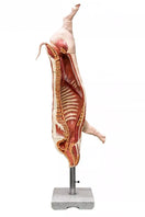 Switch Pork (Pig) Carcass Model, Natural Size VET1390 2 2 image