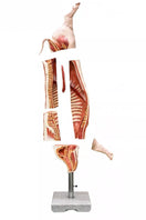 Switch Pork (Pig) Carcass Model, Natural Size VET1390 3 3 image