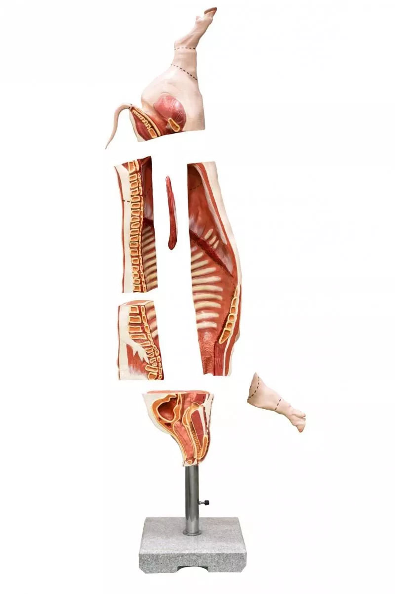 Pork (Pig) Carcass Model, Natural Size VET1390 3