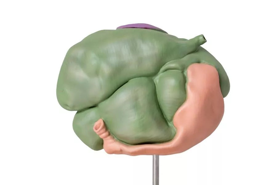 Sheep Stomach Model 2-Parts, 1/3 Natural Size