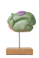 Switch Sheep Stomach Model 2-Parts, 1/3 Natural Size VET1500 2 2 image