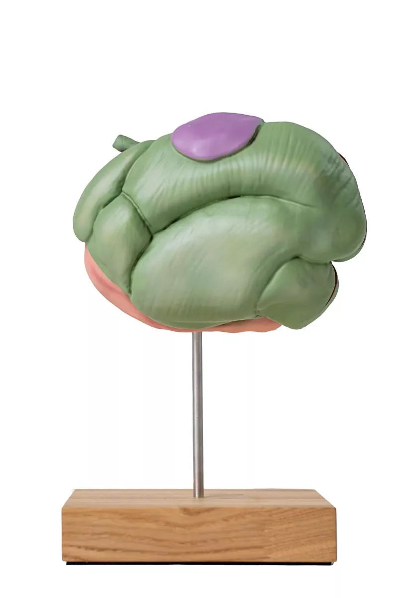 Sheep Stomach Model 2-Parts, 1/3 Natural Size