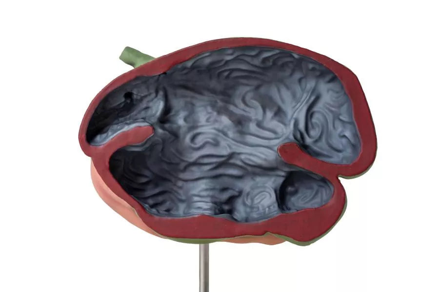 Sheep Stomach Model 2-Parts, 1/3 Natural Size VET1500 3