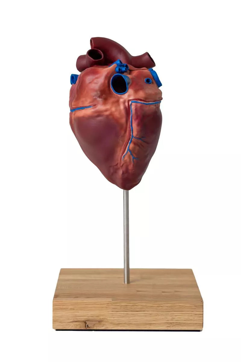 Horse Heart Model (2-Part) VET1510 image 1