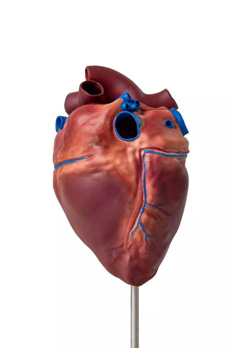 Horse Heart Model (2-Part)