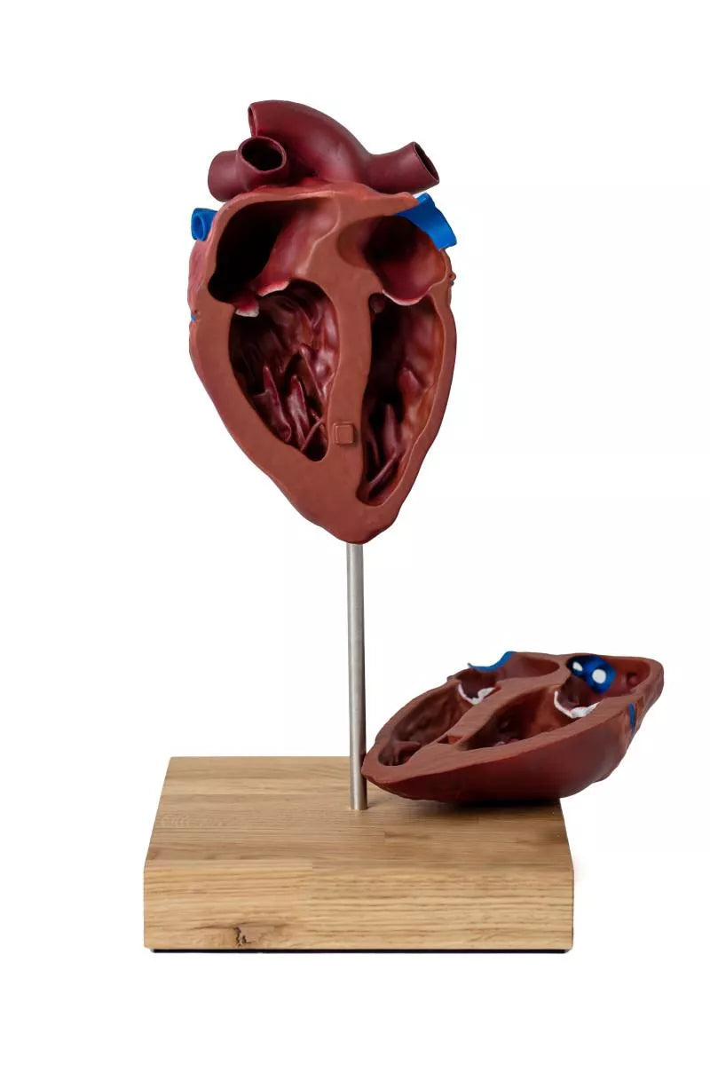Horse Heart Model (2-Part) VET1510 image 3 open