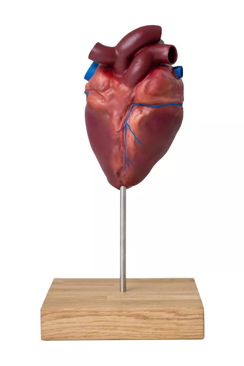 Horse Heart Model (2-Part)