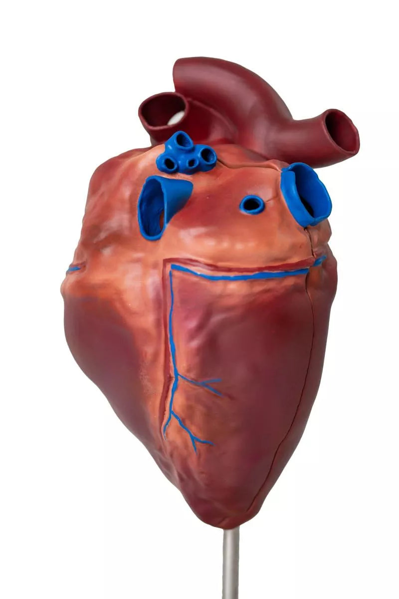 Horse Heart Model (2-Part)