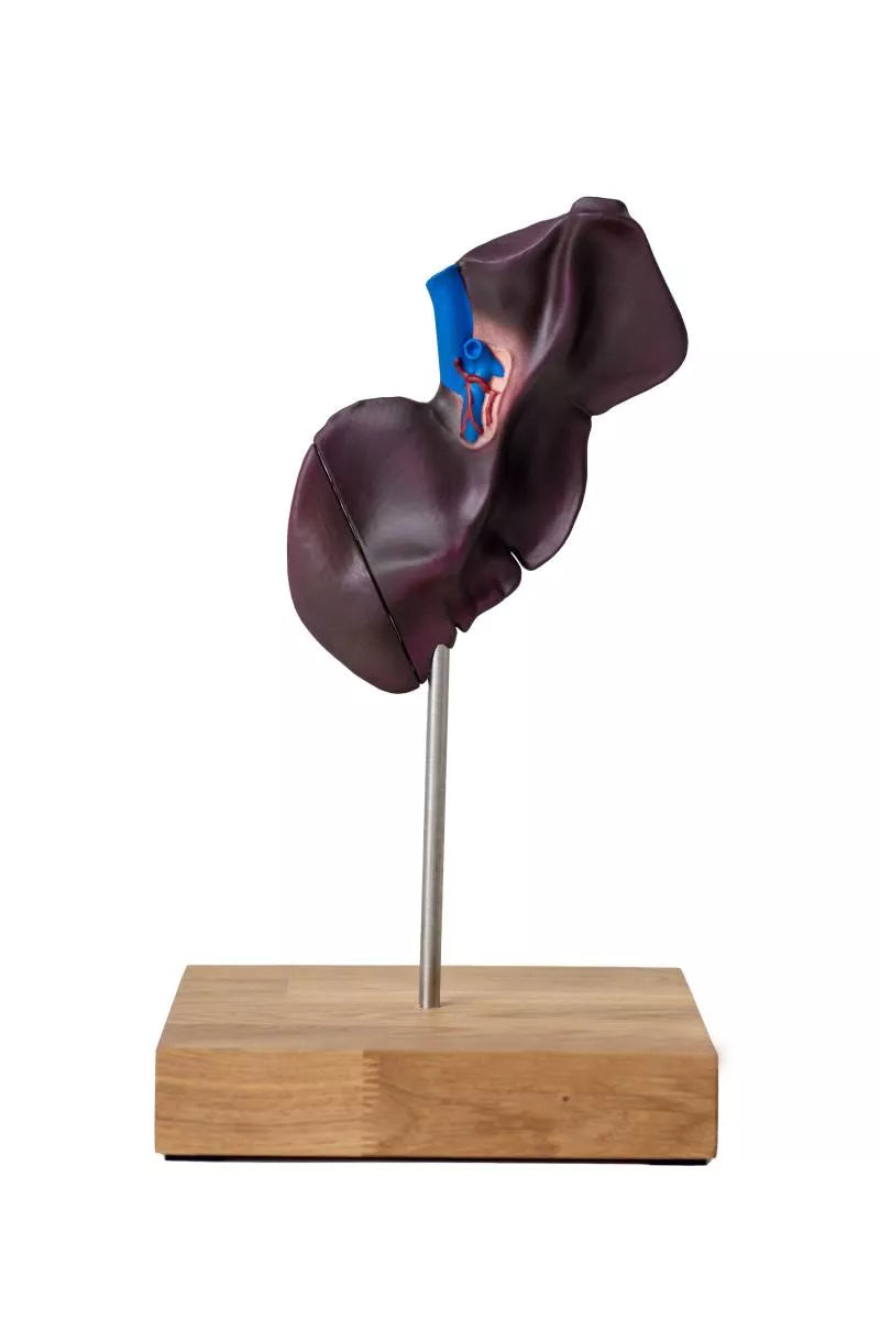 Comparative Model of the Liver Structure of Pig, Bovine, Equine VET1530 2