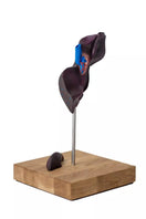 Switch Comparative Model of the Liver Structure of Pig, Bovine, Equine VET1530 3 3 image