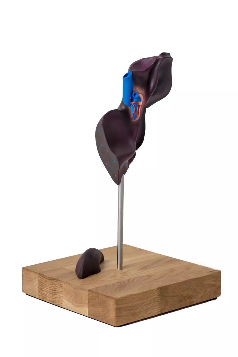 Comparative Model of the Liver Structure of Pig, Bovine, Equine VET1530 3