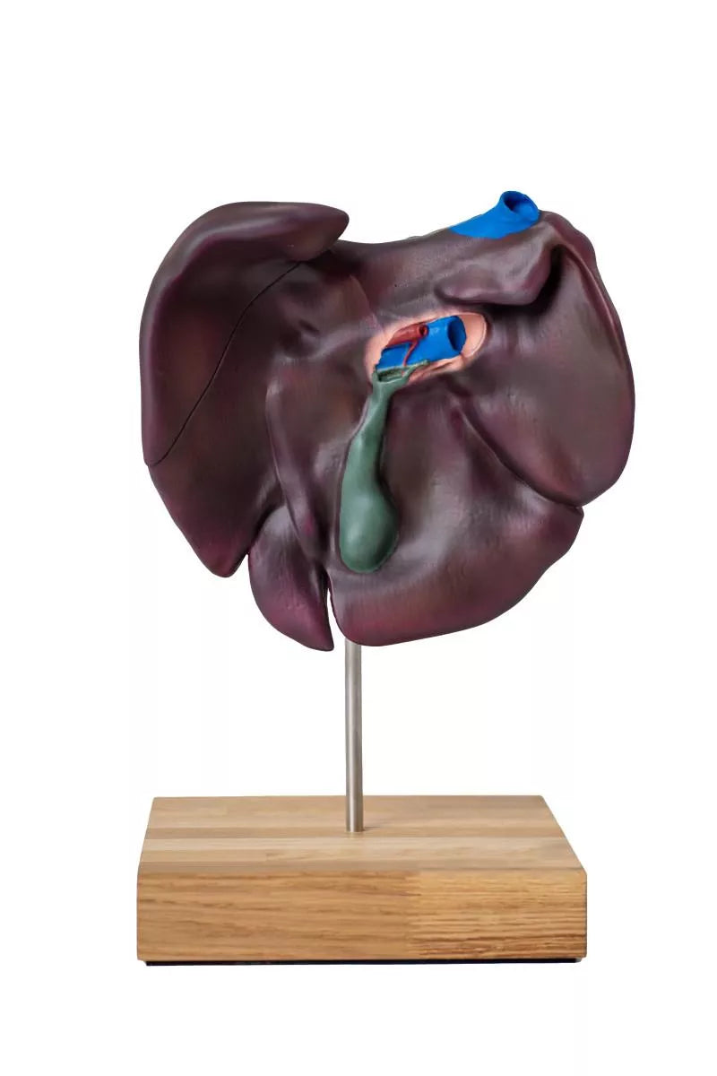 Comparative Model of the Liver Structure of Pig, Bovine, Equine VET1530 5