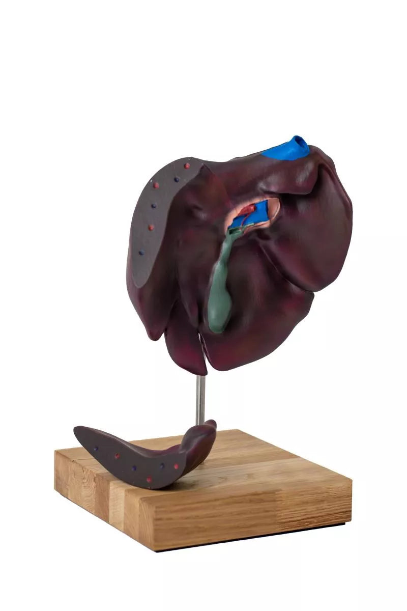 Comparative Model of the Liver Structure of Pig, Bovine, Equine VET1530 6