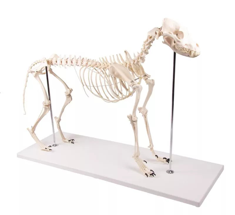 Dog Skeleton "Olaf" VET1700 full view diagonal