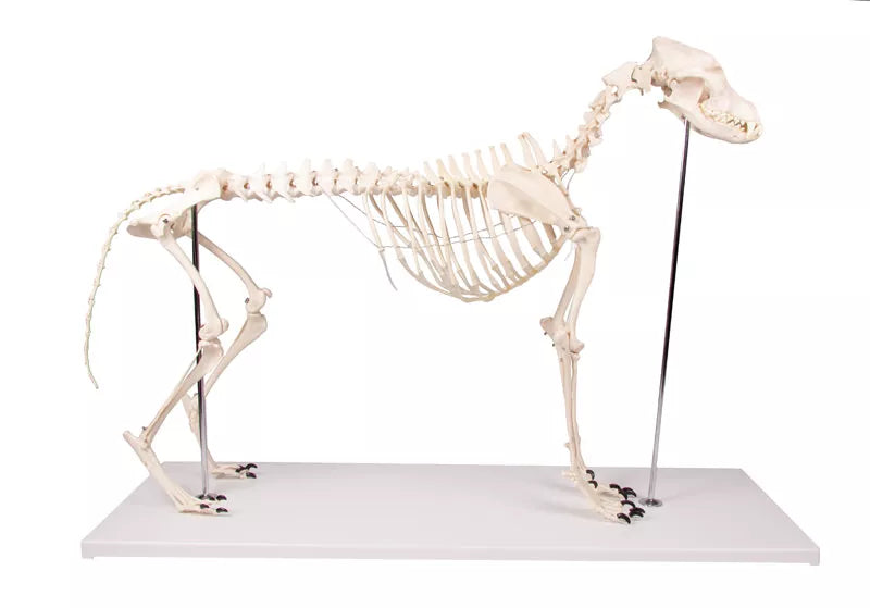 Dog Skeleton "Olaf" VET1700 full side view 