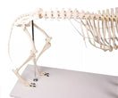 Switch Dog Skeleton &quot;Olaf&quot; VET1700 close up of lower back and hindlegs  3 image