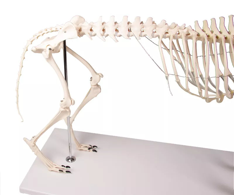 Canine Skeleton Model
