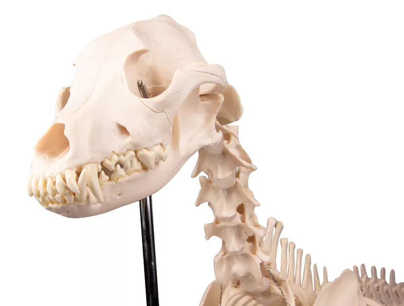 Dog Skeleton "Olaf" VET1700 close up of skull front view