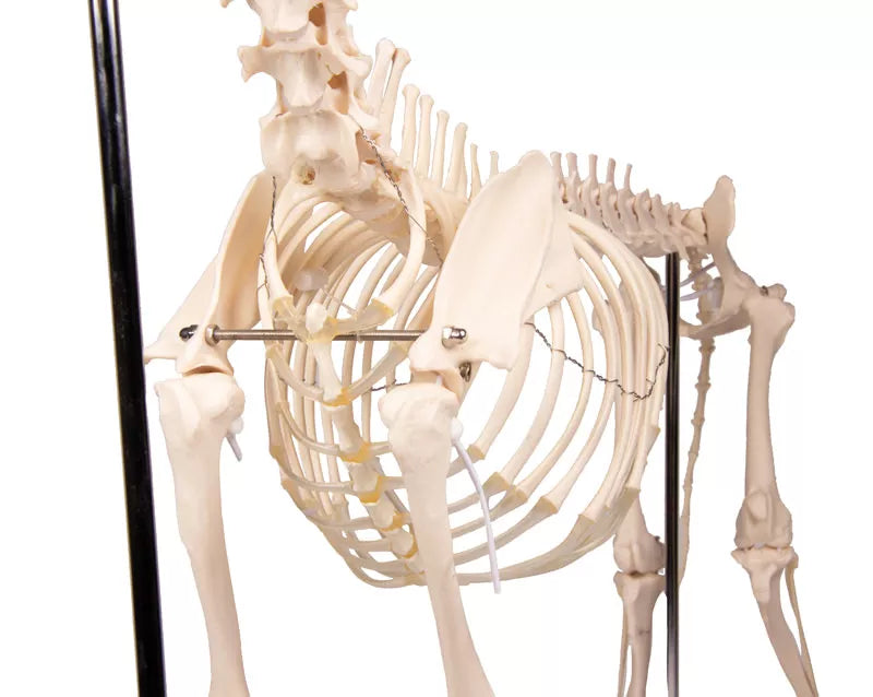Canine Skeleton Model