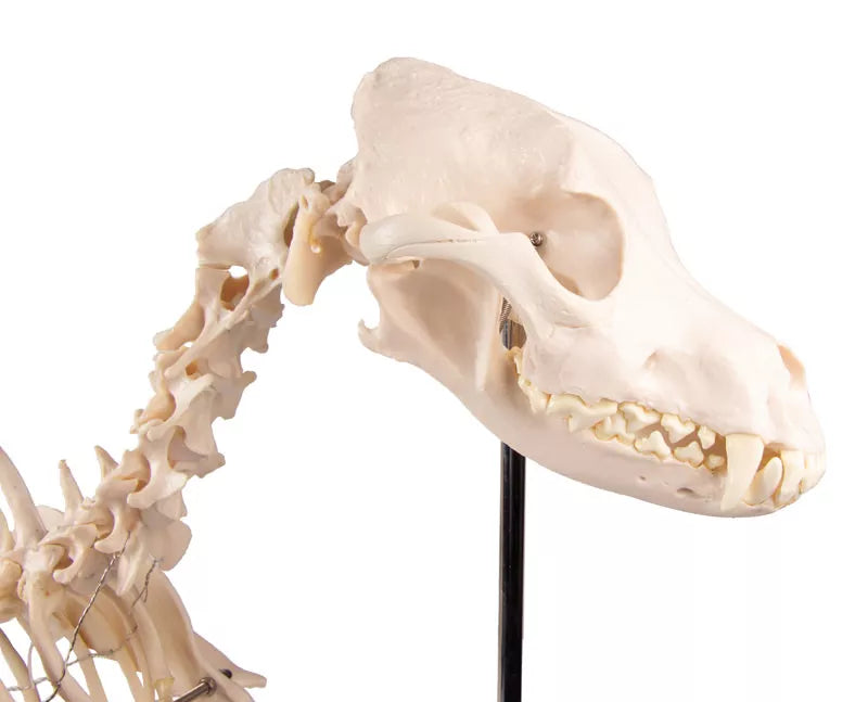 Dog Skeleton "Olaf" VET1700 close up of skull side view
