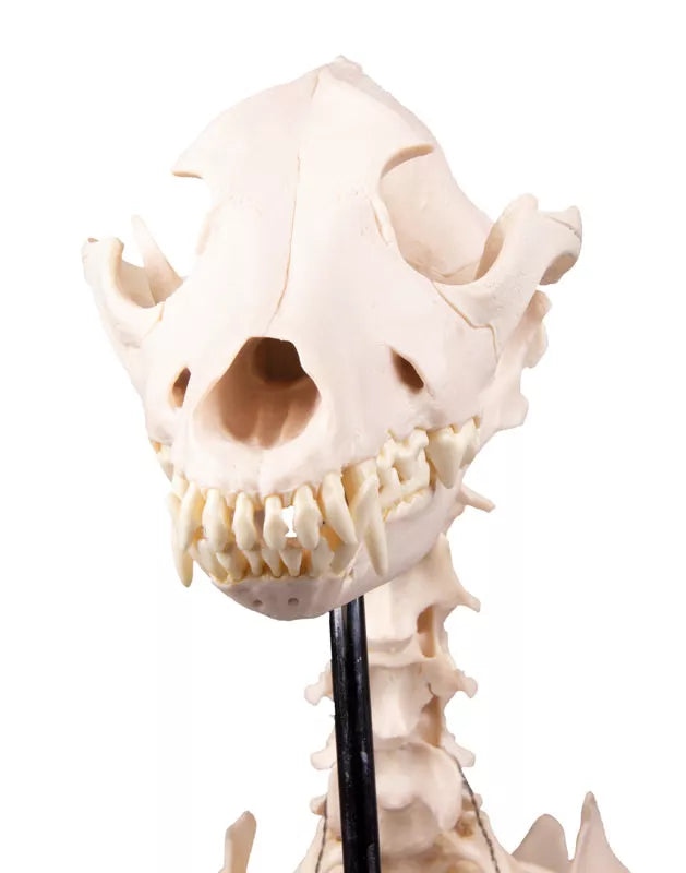 Dog Skeleton "Olaf" VET1700 close up of skull front view