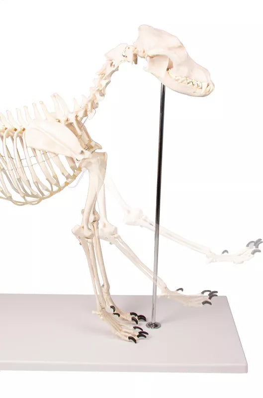 Canine Skeleton Model