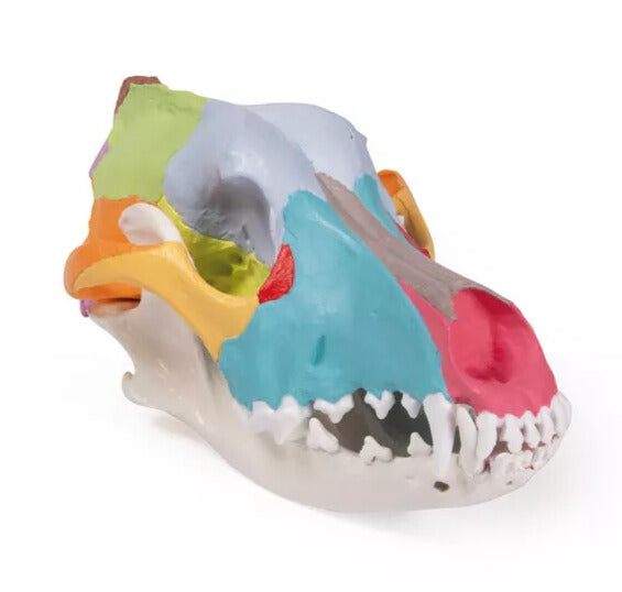 Didactic Canine Skull Model